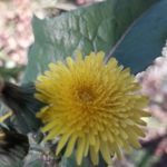 retiro-Hermanas-domincias-sanjose-VillaAllende-2019 (12)